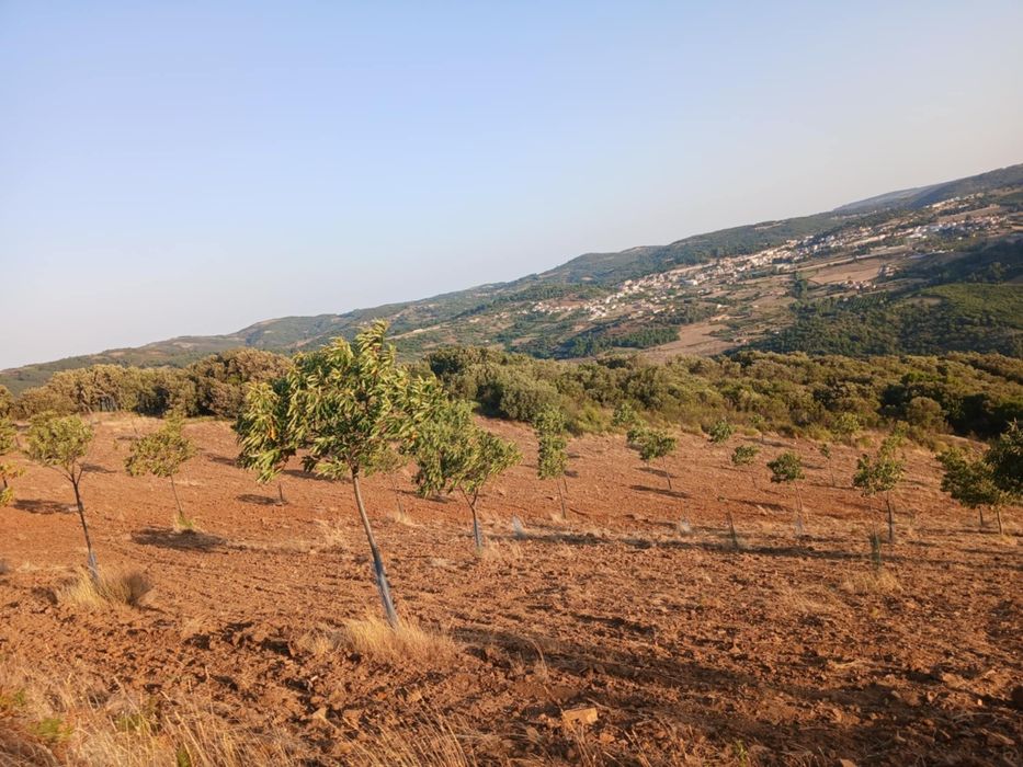 Projeto agrícola de castanheiros