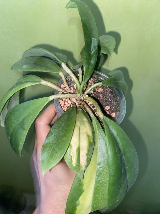 Вкорінені хойі Liza,Mathilda,,Lacunosa  та вн