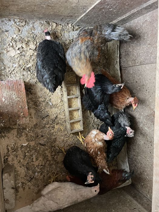 Galinhas e galos adultos