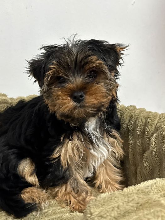 Yorkshire Terrier