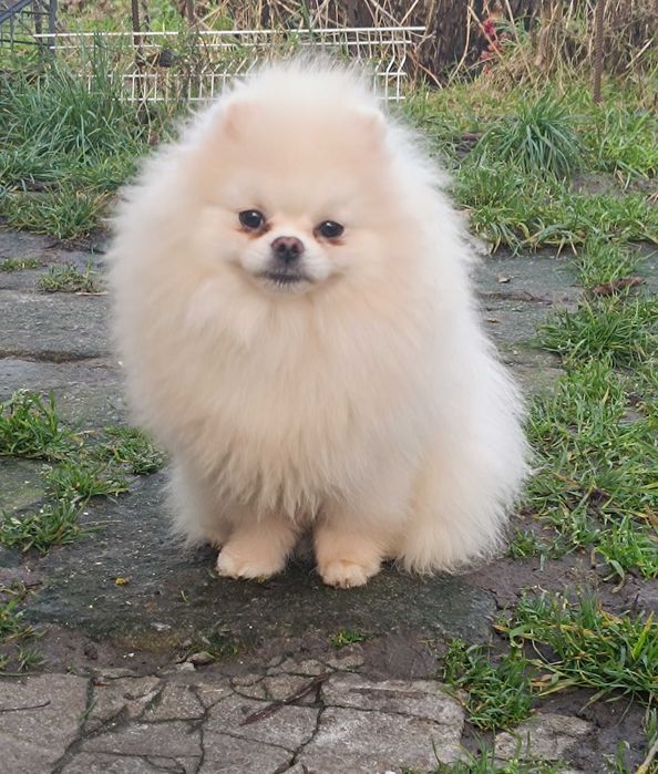 Померанський шпіц