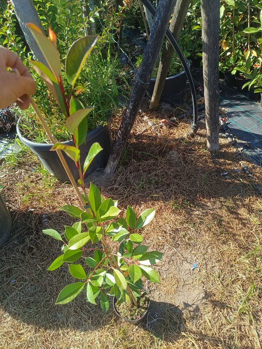 Photinia para jardim