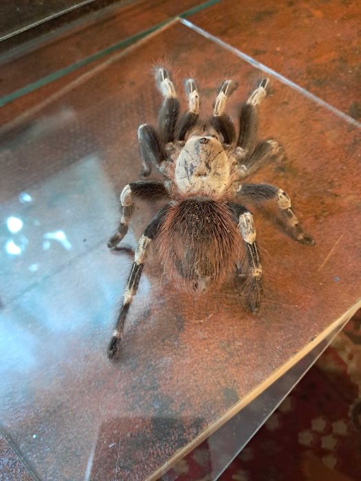 Pająk +terrarium  Nhandu chromatus samica 5,5/6dc
