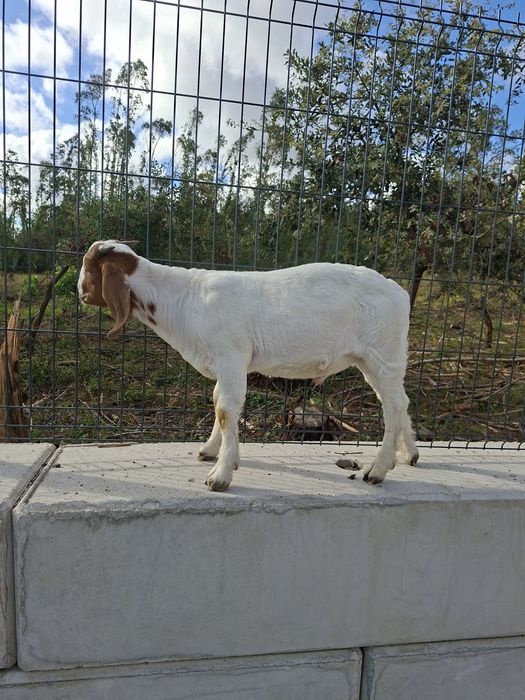 Cabrito Boer Puro com pedigree