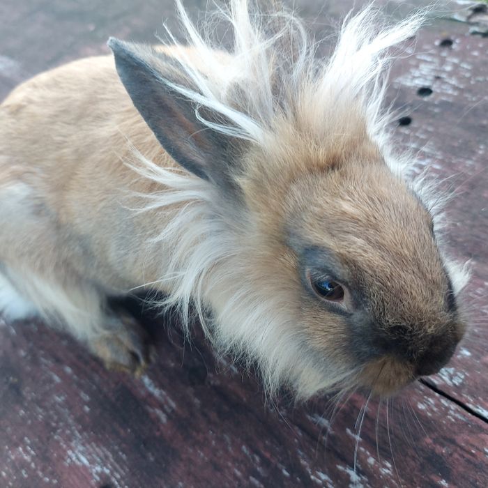 Sprzedam króliki miniaturki