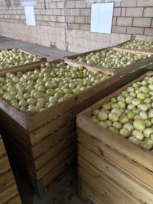 Cebula obrana na biało