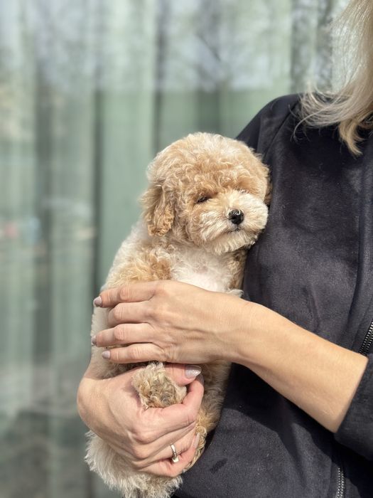 Мальтипу в типаже тедди