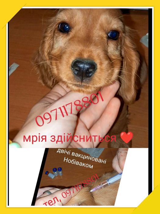 Онлайн дзвінок в реальному часі. 
Три красунні, як на підбір чекають.
