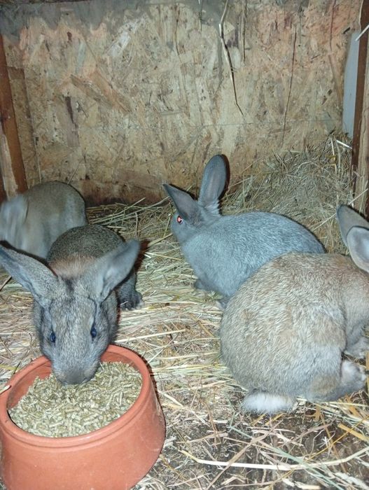 Coelhos caseiros