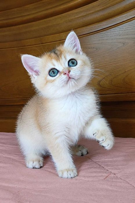 Macho British Shorthair NY12 Golden Shell