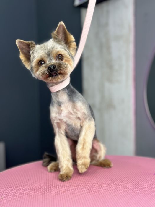 Стрижка собак та котів. Грумінг студія в Ірпені «Groom Bar»