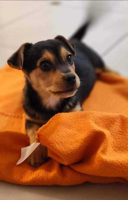 Dwa maluszki poszukują domów