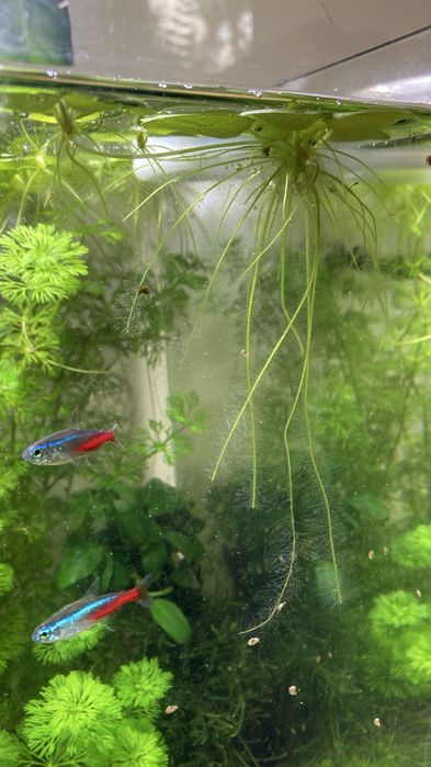 Limnobium laevigatum