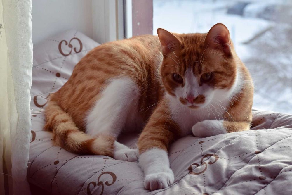 Лева кастрированный котик из Ирака