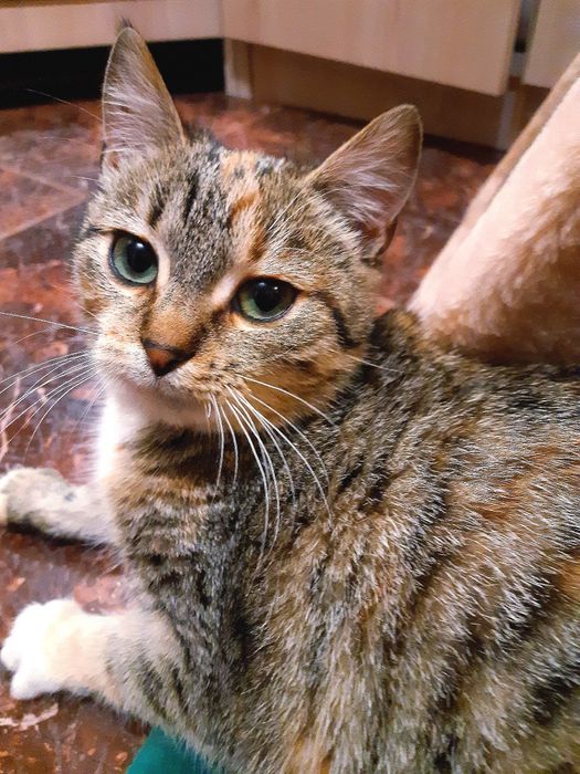 Подарую гарну кішечку