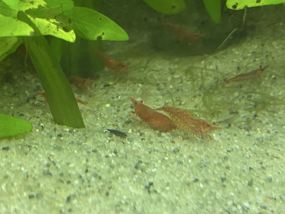 Rosliny Krewetki czerwone,  molinezja , glonojad