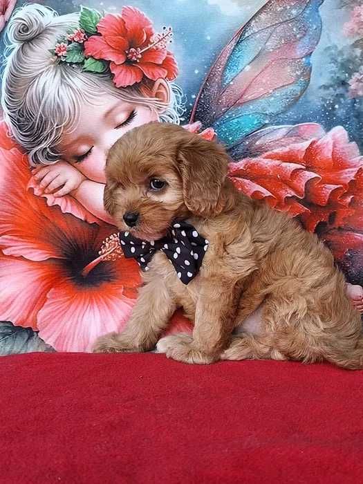 Cavapoo disponível