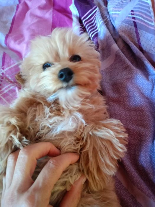 Maltipoo pieski.