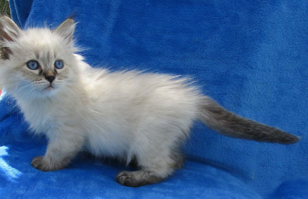 Очаровательный  невский маскарадный