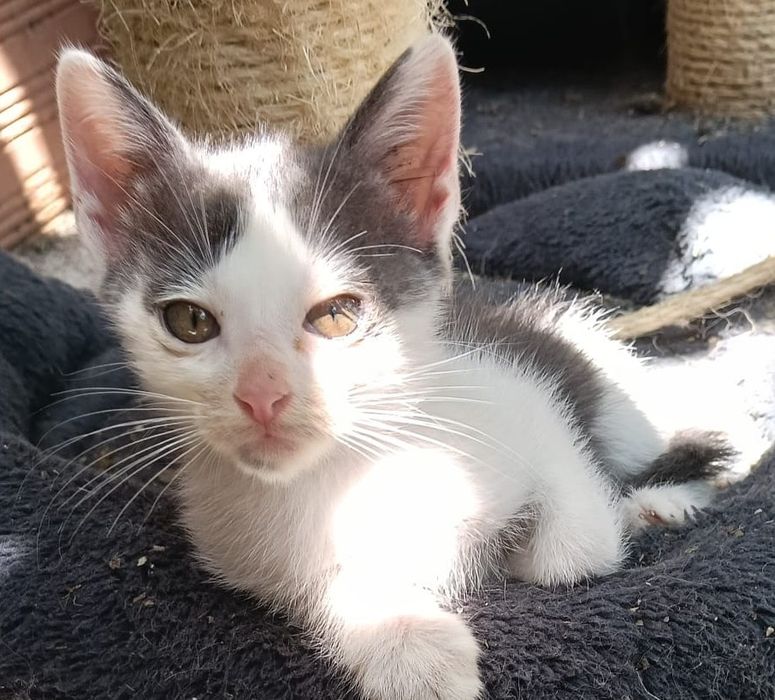Gatinhos bebés para adoção responsável