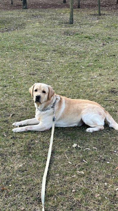 Вязка Лабрадор Ретривер.