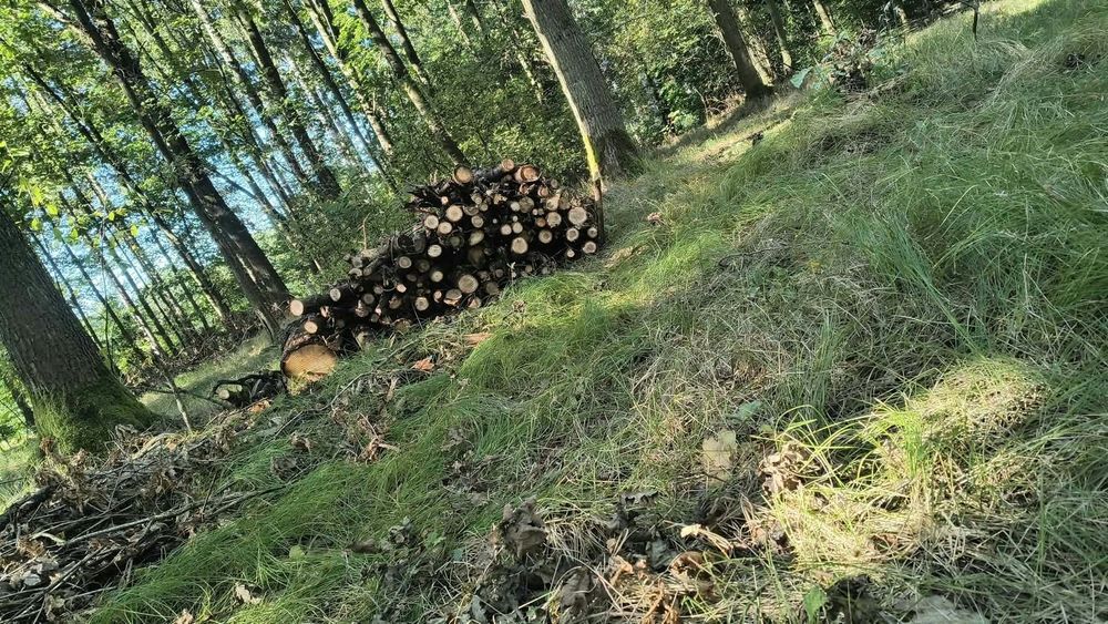 Opał dąb brzoza sosna