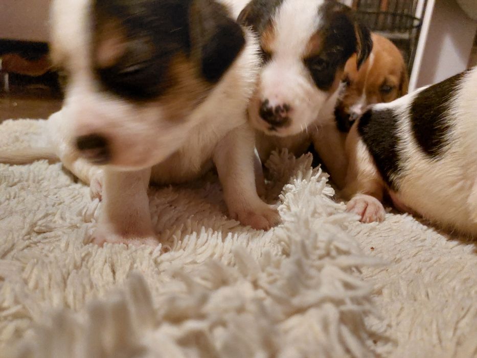 Oddam pieski w dobre ręce