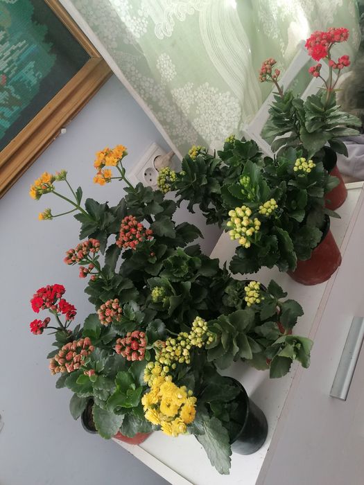 Каланхоє домашні вазони