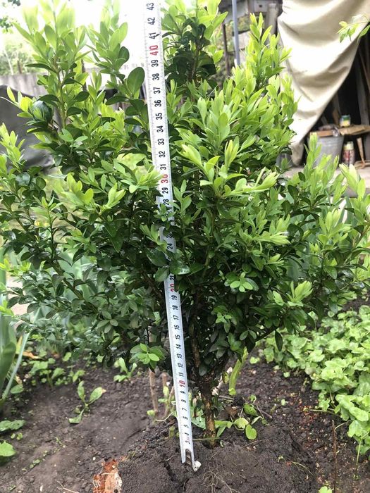 Пропоную саджанці самшиту