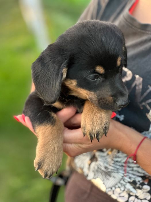 Ośmiotygodniowe szczenięta do adopcji!