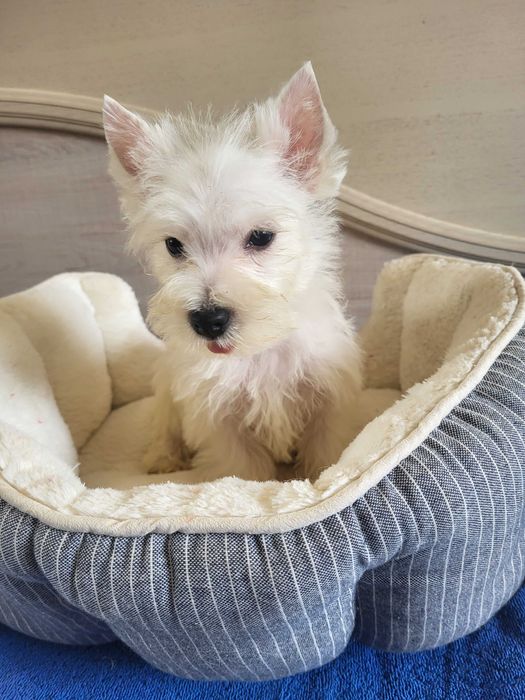 Цуценята Вест Хайленд Уайт Тер'єр