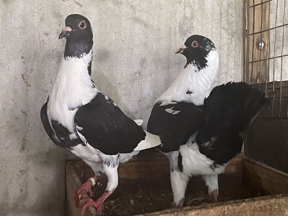 Casal de Pombos  Galinha