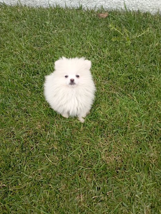 Lulu Pomerânia (Spitz anão)