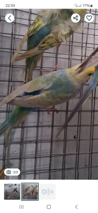 SÓ AMANHÃ  2 CASALINHOS  de piriquitos arco íris