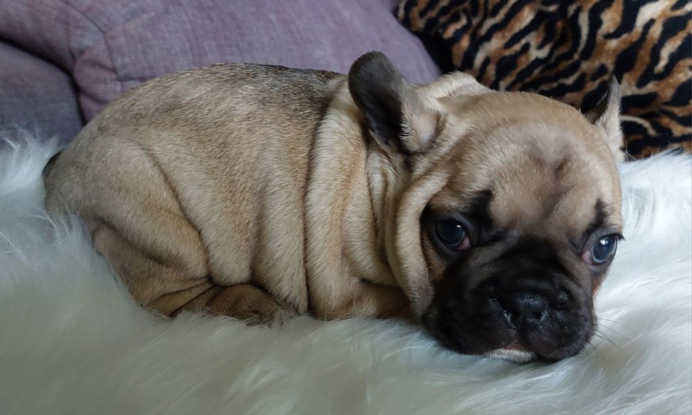 Bulldog francês menina