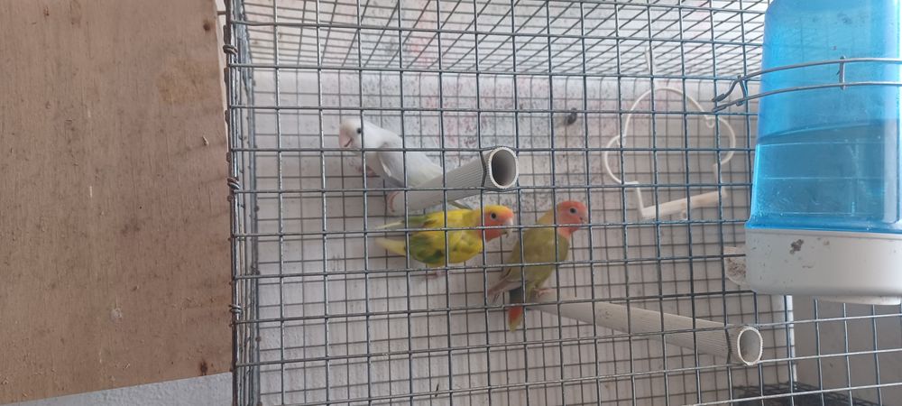 agapornis 1 casal mais uma femea