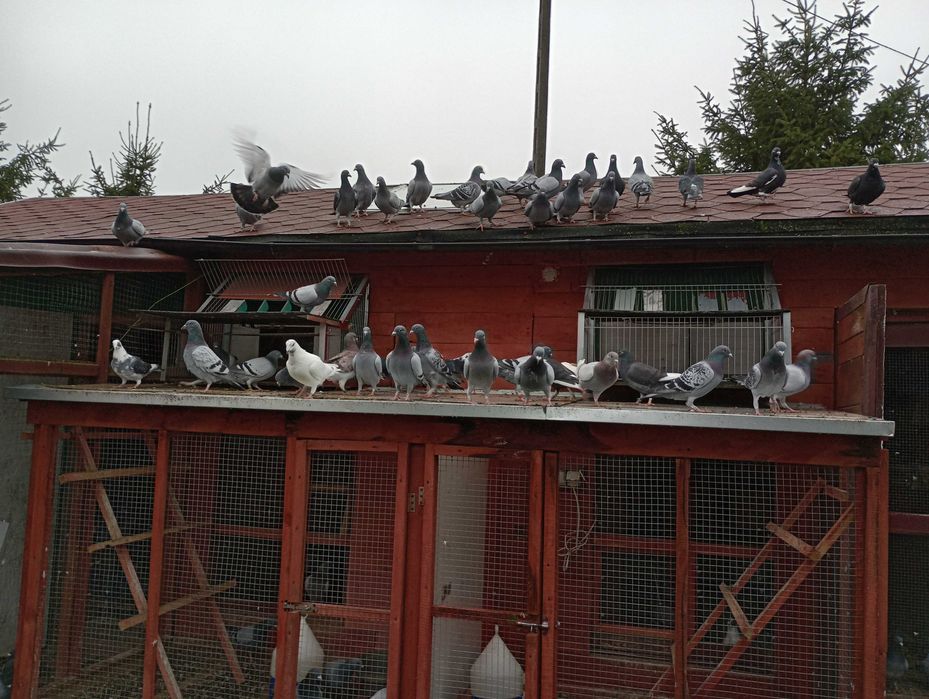 Sprzedam gołębie pocztowe