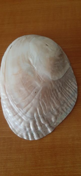 Concha para batismo (nova)