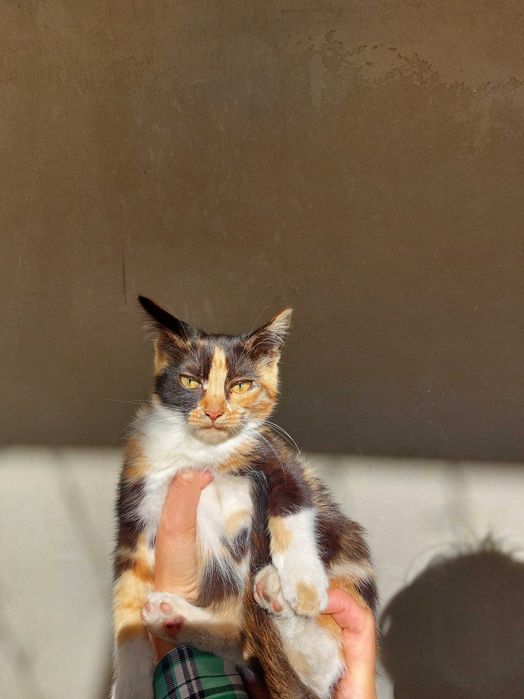 Котенок 3кольори