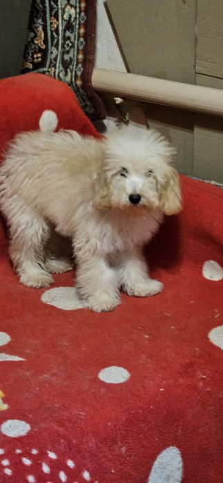 Пудель мальчик 5 мес