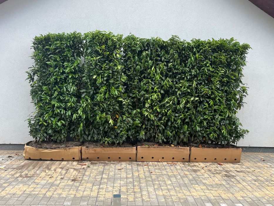 Gotowe żywopłoty/Panele żywopłotowe (Laurowiśnia/Grab/Cis/klon/Dereń)