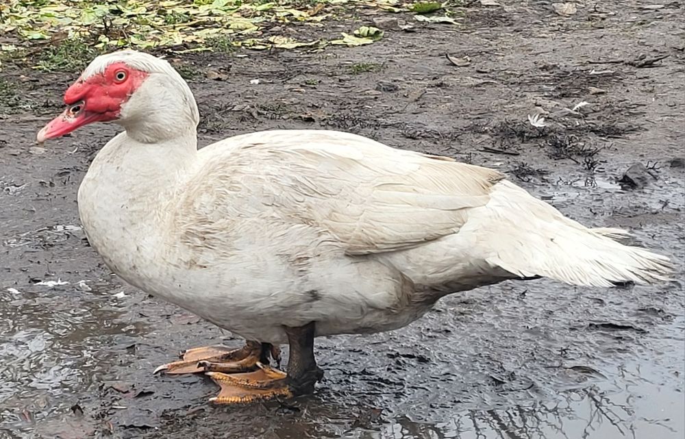 Инкубационное яйцо  мускусной утки, индоутки тяжелой линии Белые