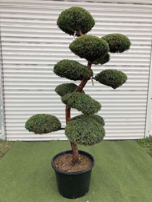 Bonsai z Jałowca pośredniego "Mint Julep" - 180 cm WSPANIAŁY