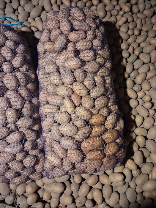 Картопля насіннева королева Анна