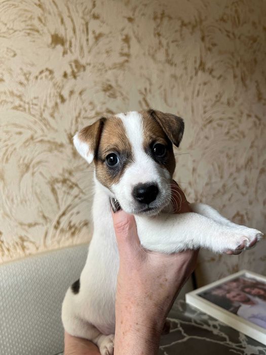 Щеночки породы джек рассел