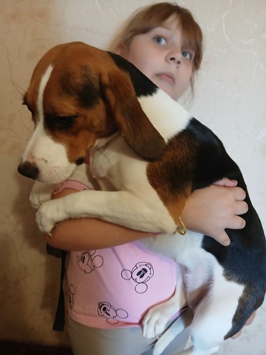 Бигль с документами