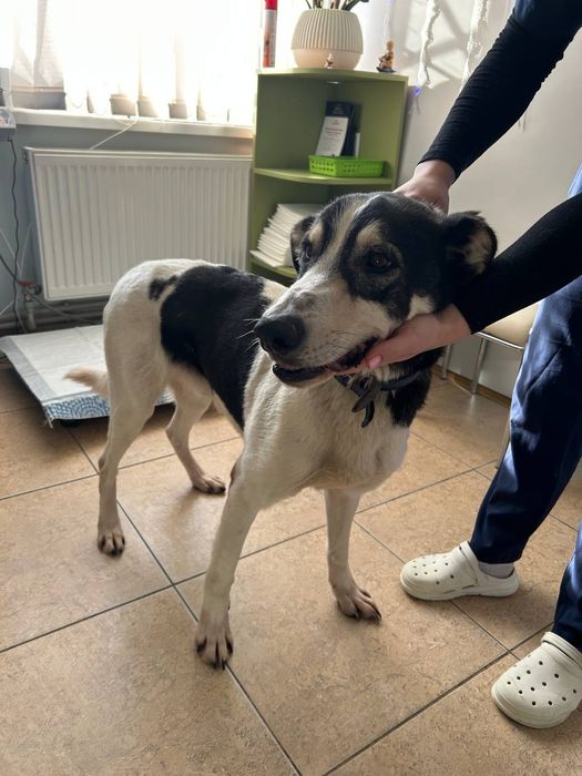 Хлопец, метис‼️Віддається‼️ В родину