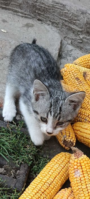 Котенята в хороші руки