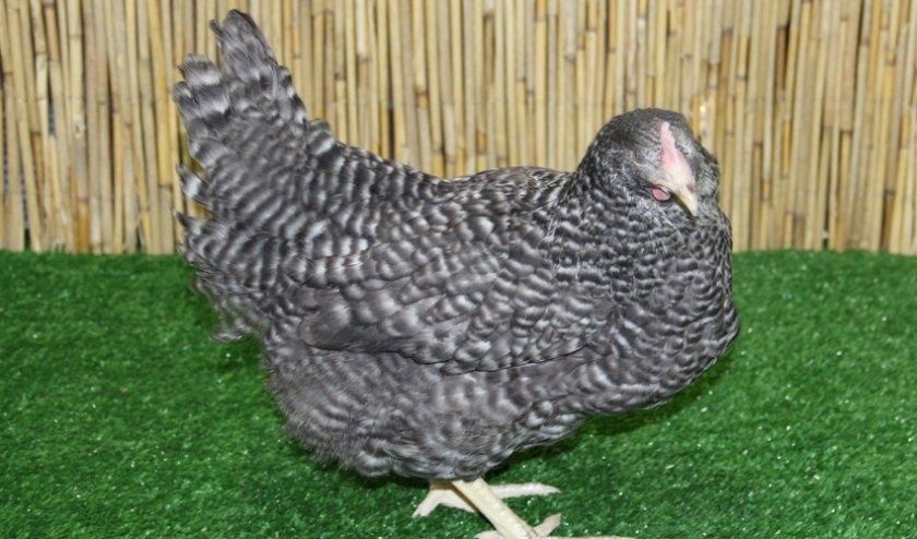 Несушки Домінанти