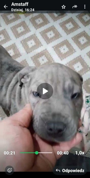 American Staforrd Terier merle gotowy na zmianę domu blu amstaff